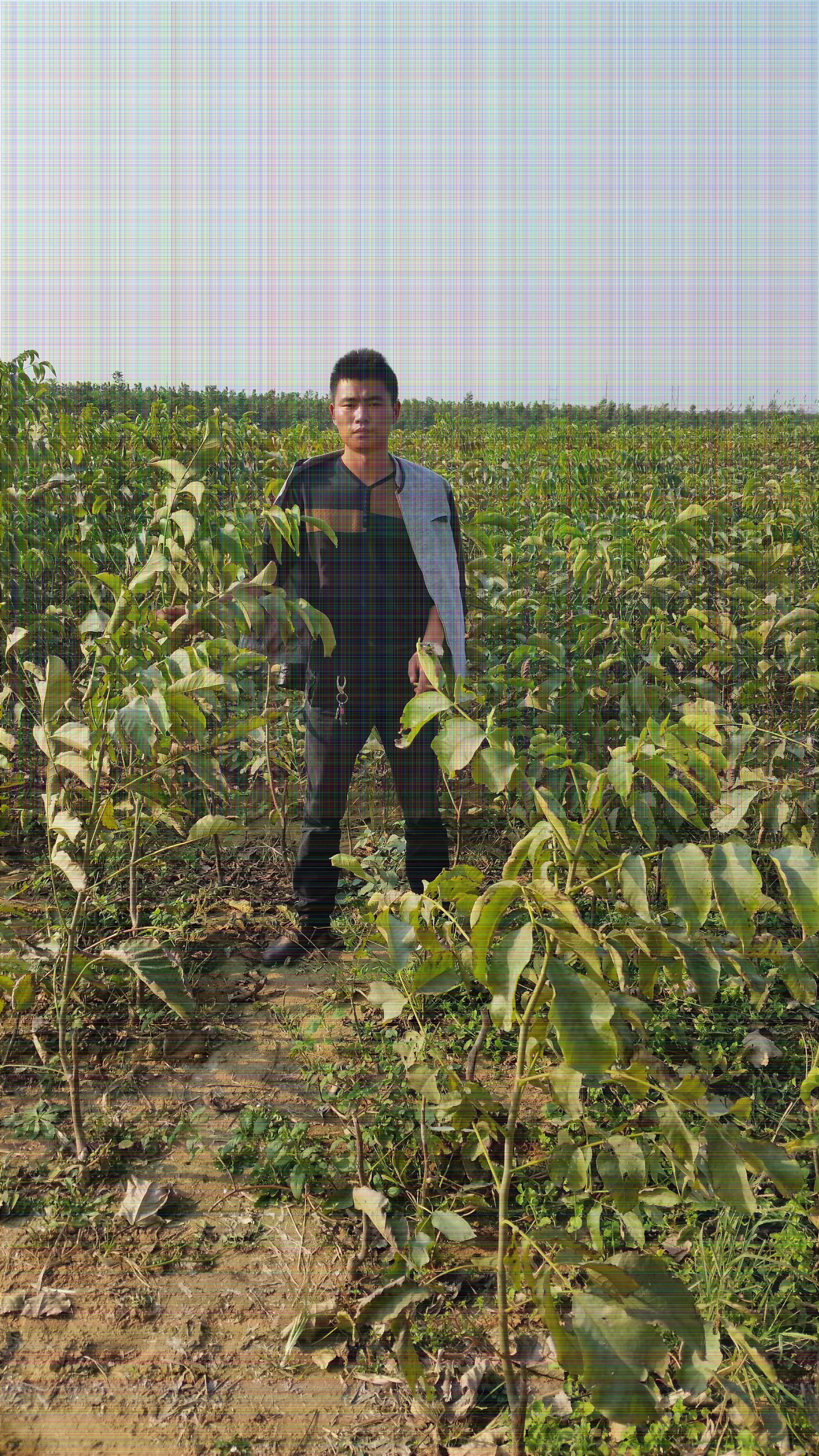 7公分核桃樹(shù)一畝地種植多少棵