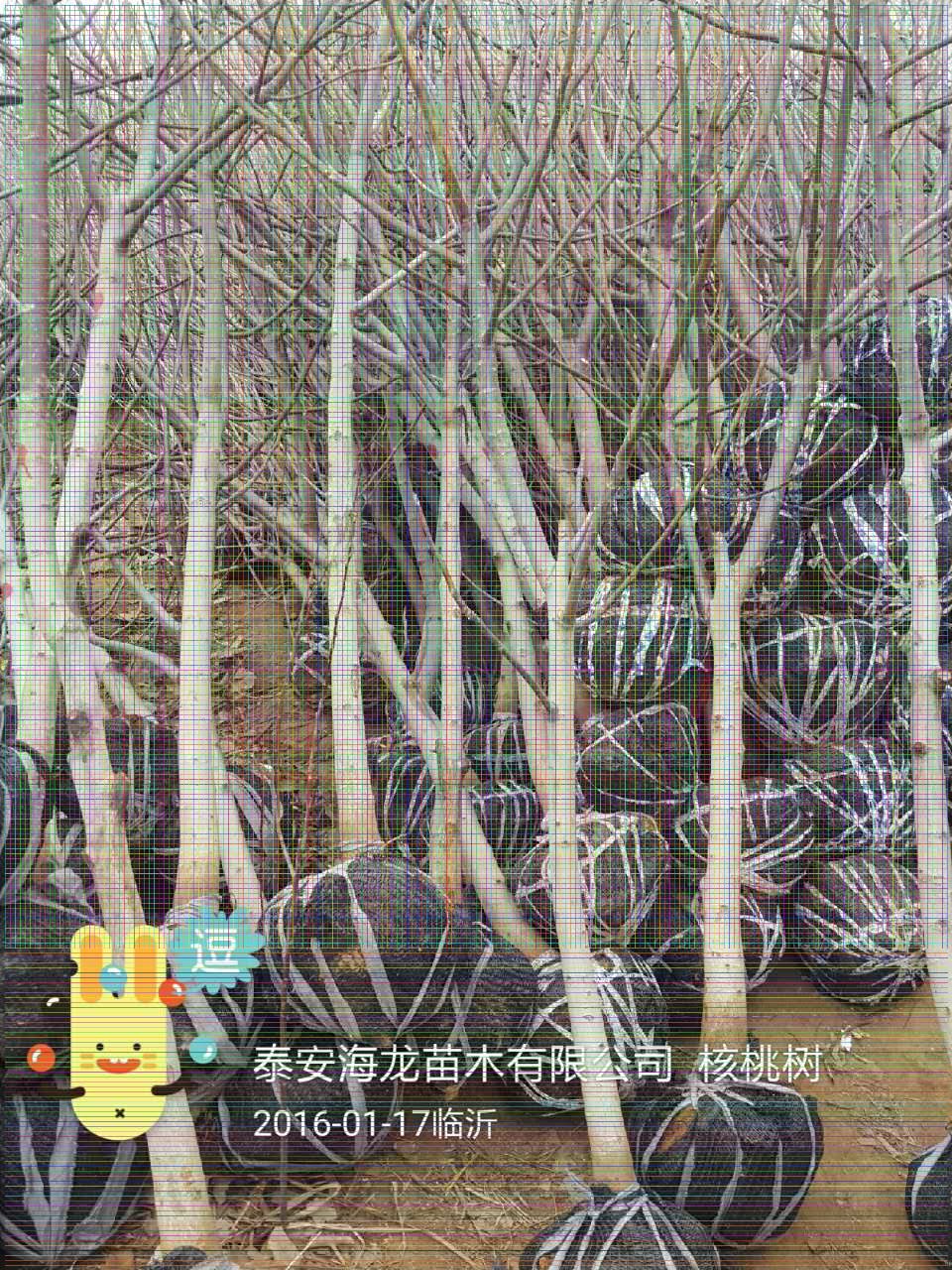 10公分香玲核桃樹果實(shí)采摘注意事項(xiàng)