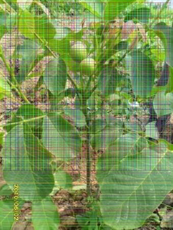 4公分核桃樹種植間距多少