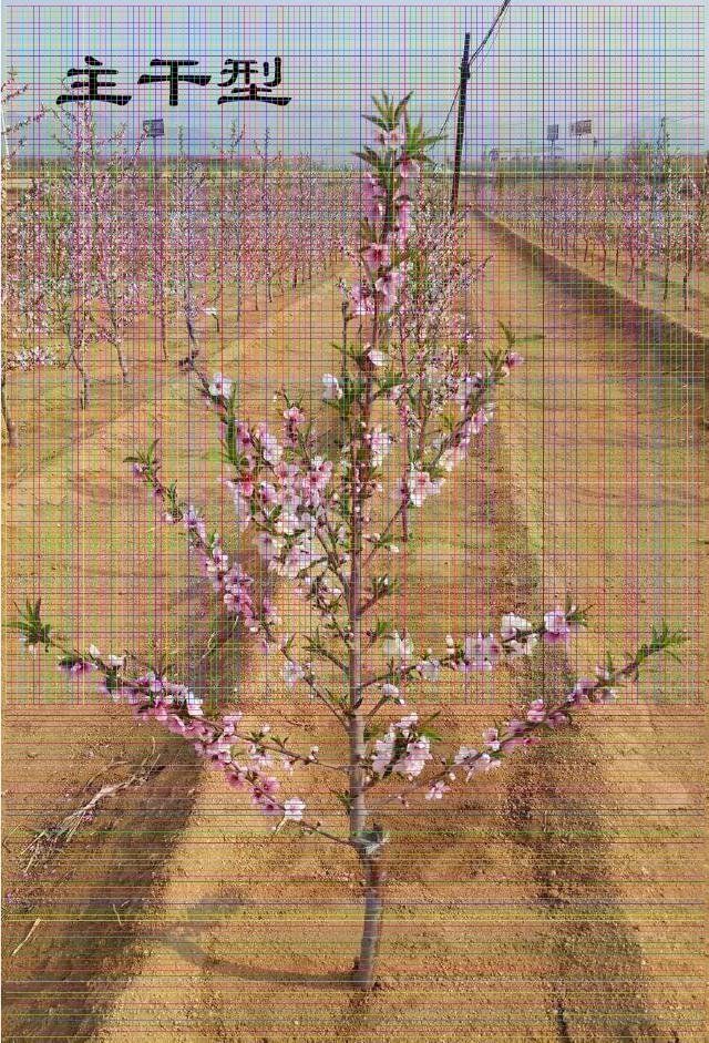 4公分春雪桃樹(shù)豐產(chǎn)穩(wěn)產(chǎn)耐儲(chǔ)運(yùn)