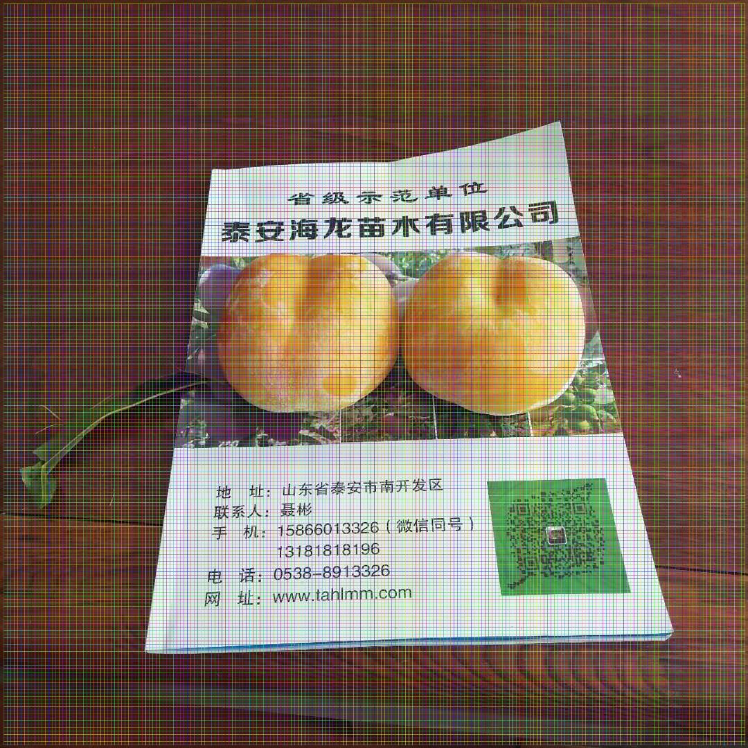 4公分春雪桃樹(shù)豐產(chǎn)穩(wěn)產(chǎn)耐儲(chǔ)運(yùn)
