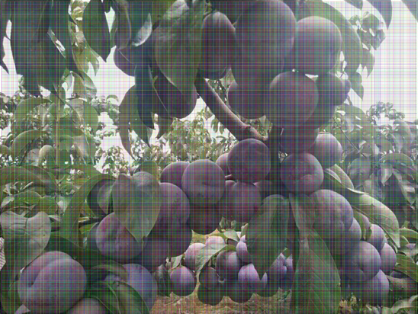紫晶李子树苗适合大棚种植新品种