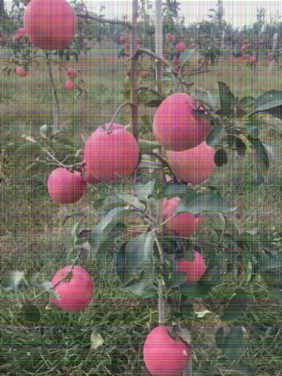 冰糖心苹果苗搭配什么授粉树品种