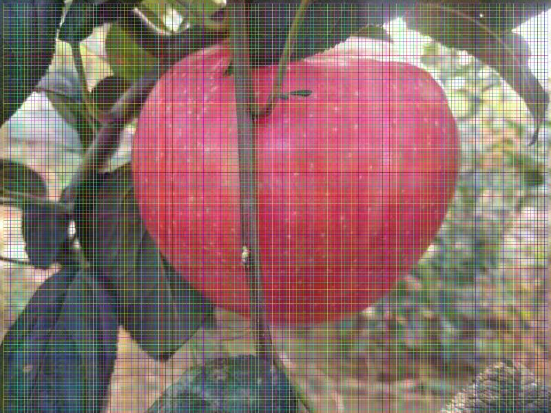 苹果树苗种植间距多少