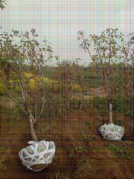5公分福星櫻桃樹可制定種植模式