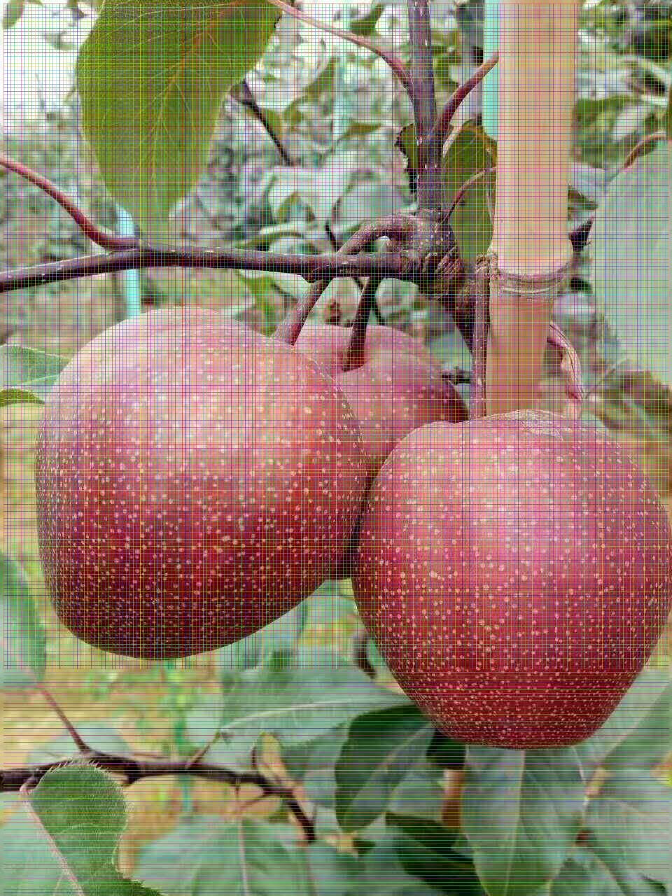 6公分皇冠梨树苗适合大棚种植新品种