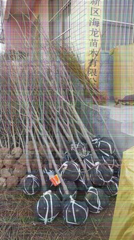 無核柿子苗怎么辨別品種真假