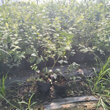 莱克西蓝莓苗装车价格图片