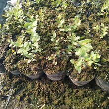 绿宝石蓝莓苗可制定专业种植模式图片