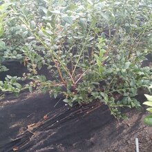 地栽蓝莓苗可制定专业种植模式图片