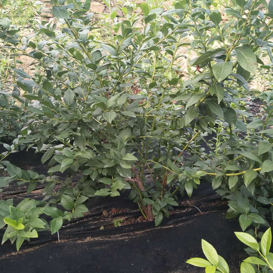 绿宝石蓝莓苗新品种含糖量高
