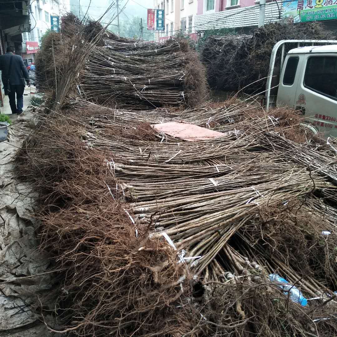 吉塞拉小苗