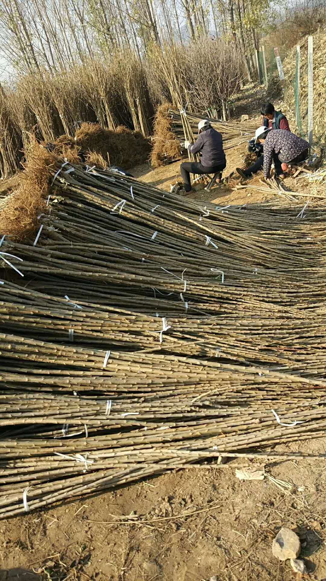 吉塞拉小苗