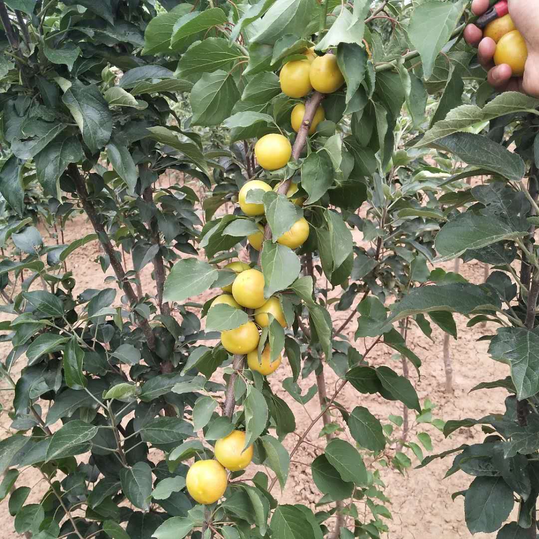 荷蘭香蜜杏樹苗出售