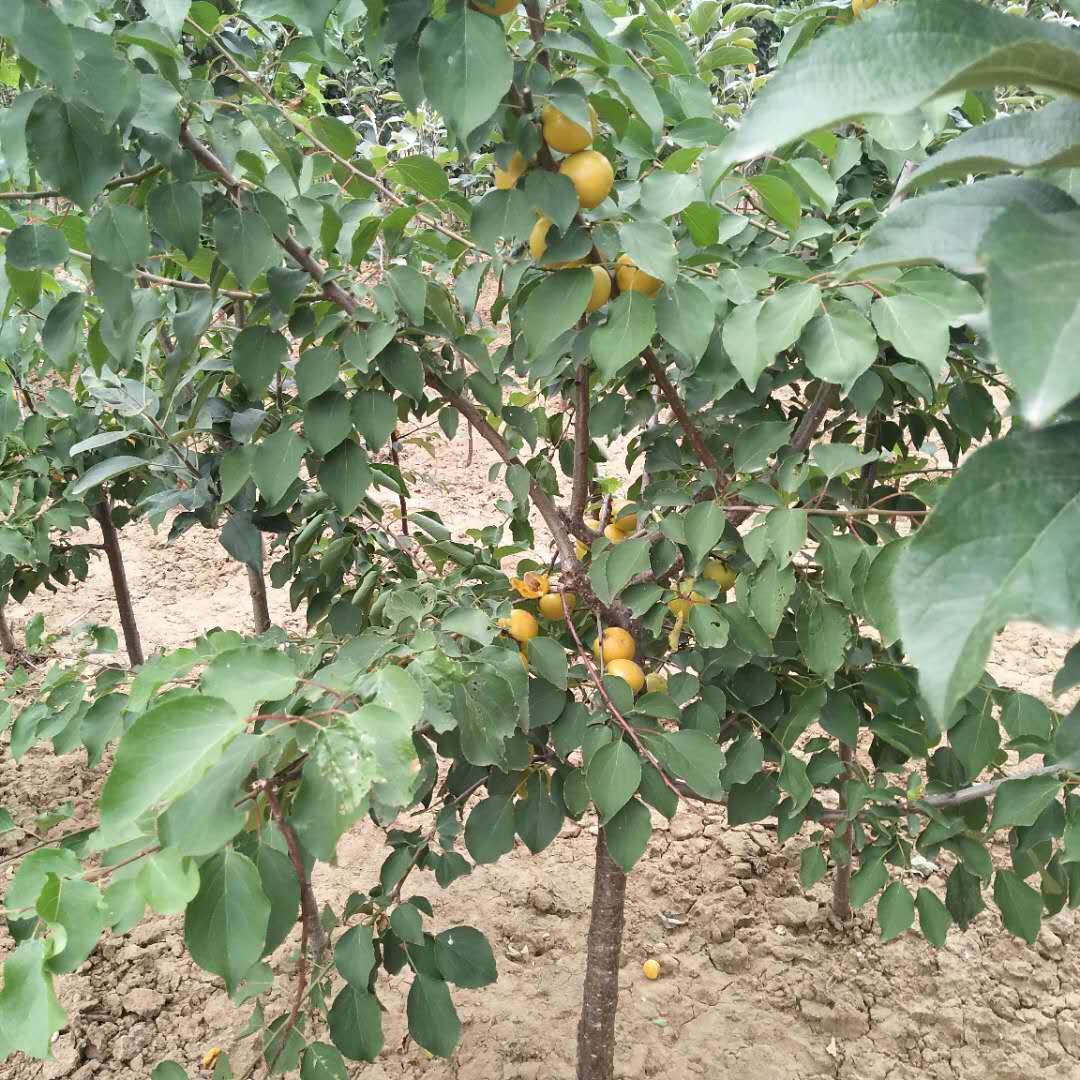 杏苗種植間距