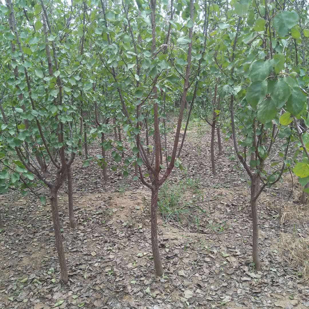 9公分杏樹價(jià)格