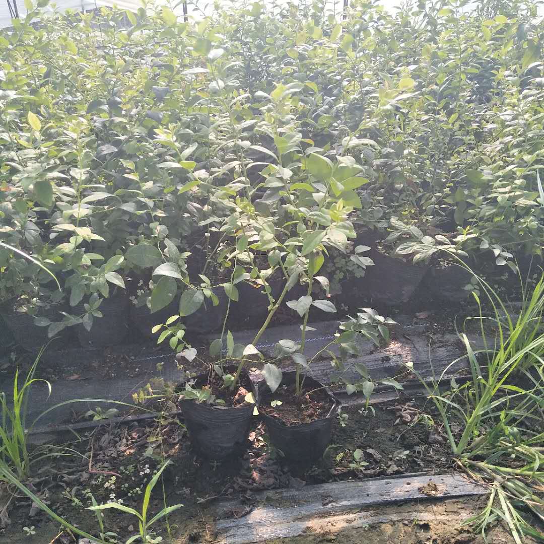 奧尼爾藍(lán)莓苗