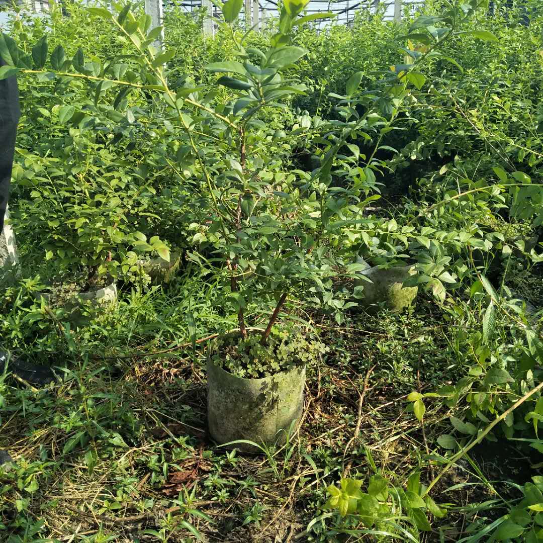 奧尼爾藍(lán)莓苗
