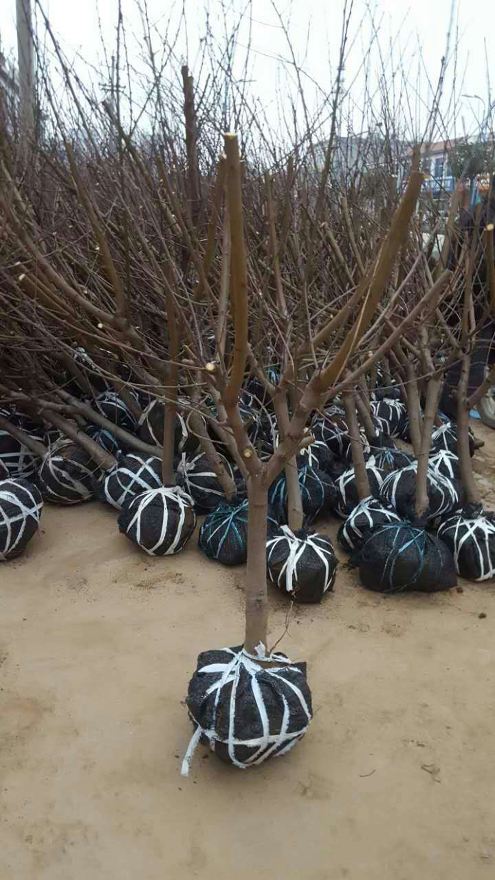 5公分春雪桃樹(shù)育苗基地