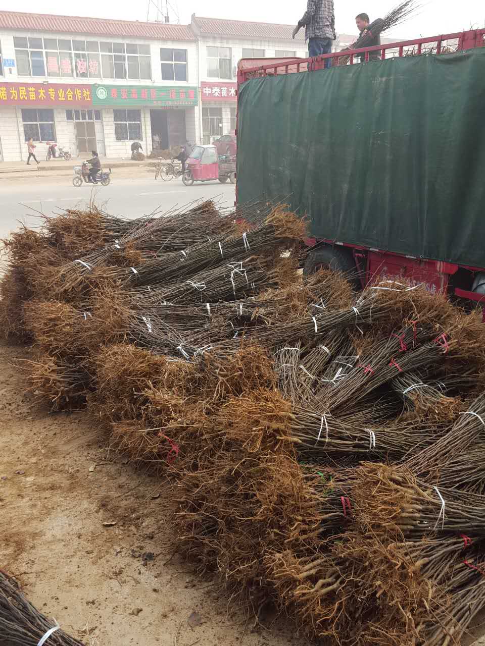 豐水梨苗育苗基地