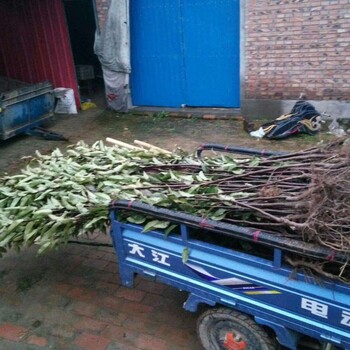 8公分翠冠梨樹多少錢一棵