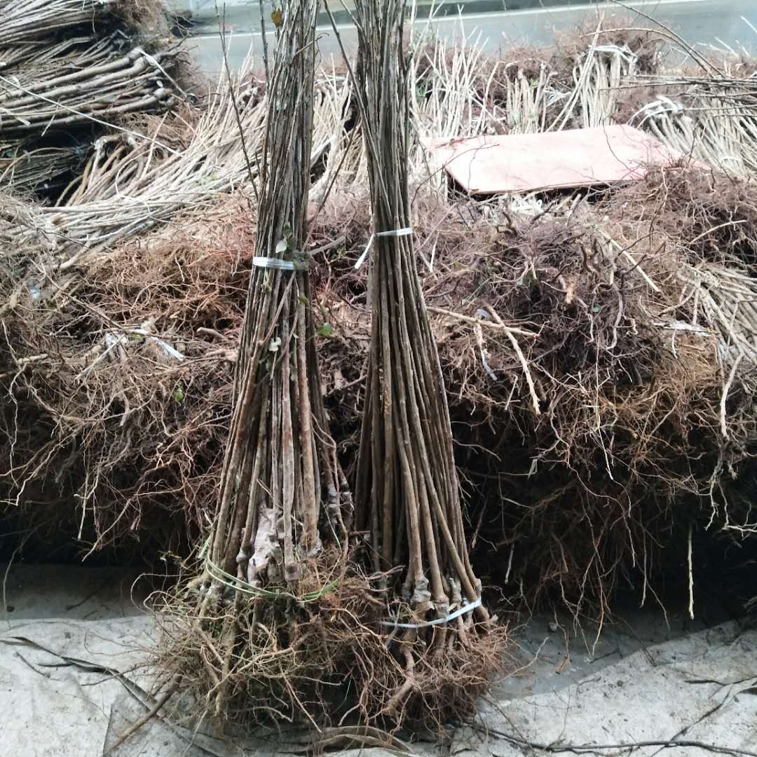 3公分福晨櫻桃樹裝車價格