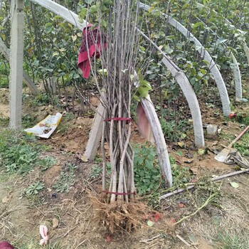 2公分紅香酥梨苗優(yōu)良特性
