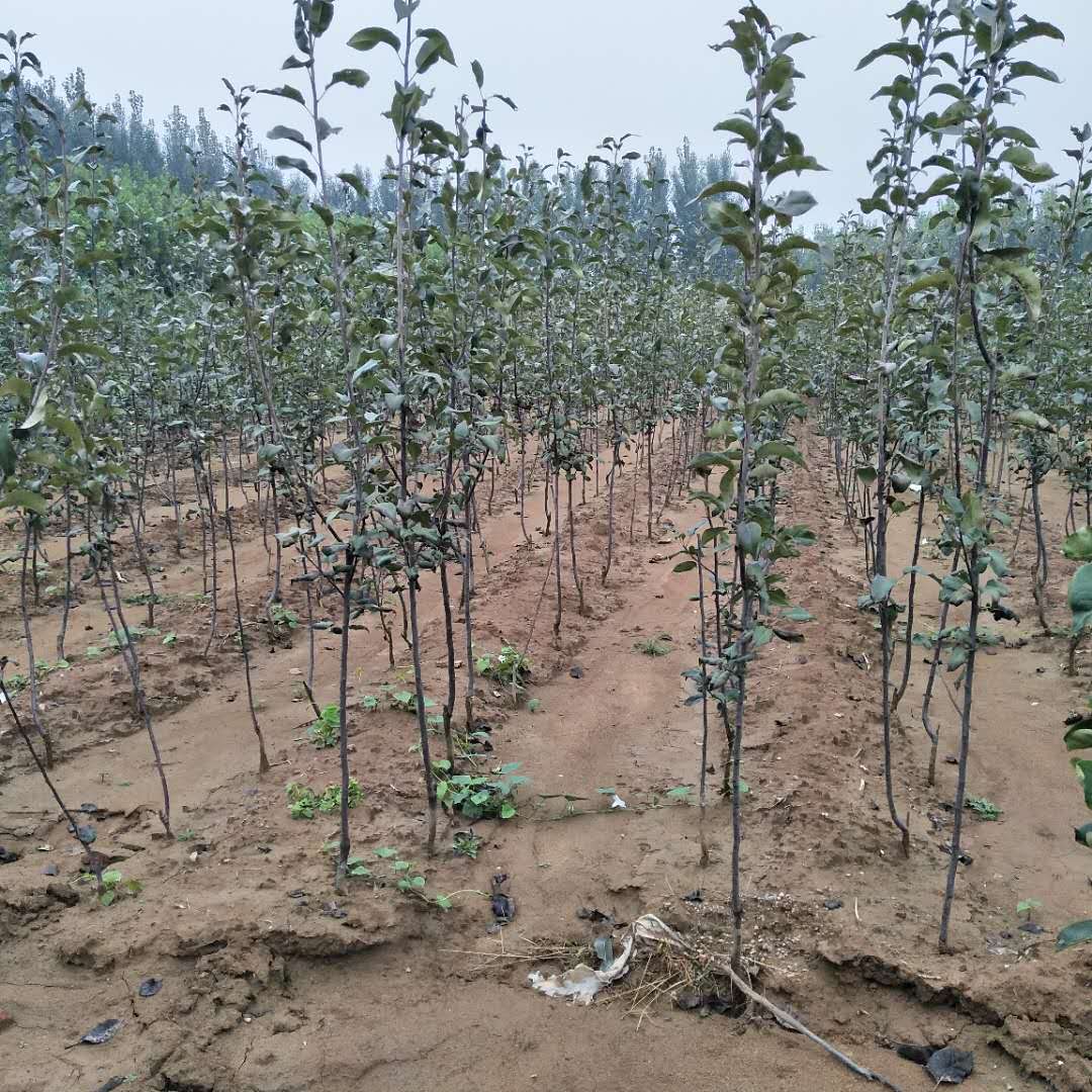 新梨7號梨樹苗基地