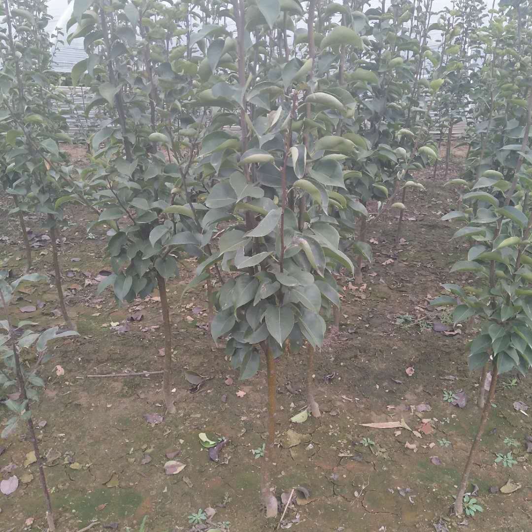 3公分圓黃梨樹苗育苗基地