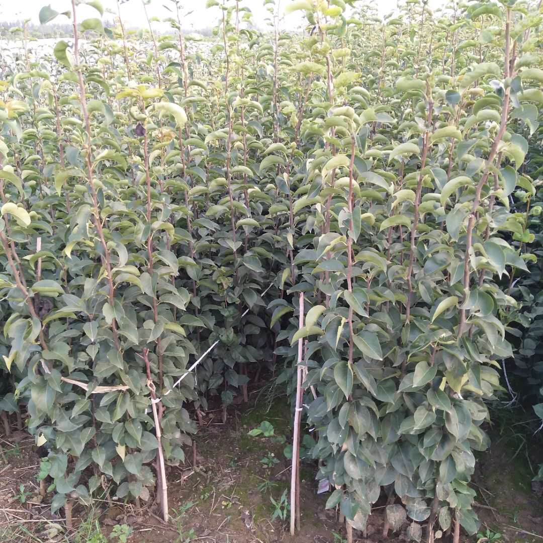 7公分翠冠梨樹多少錢一棵