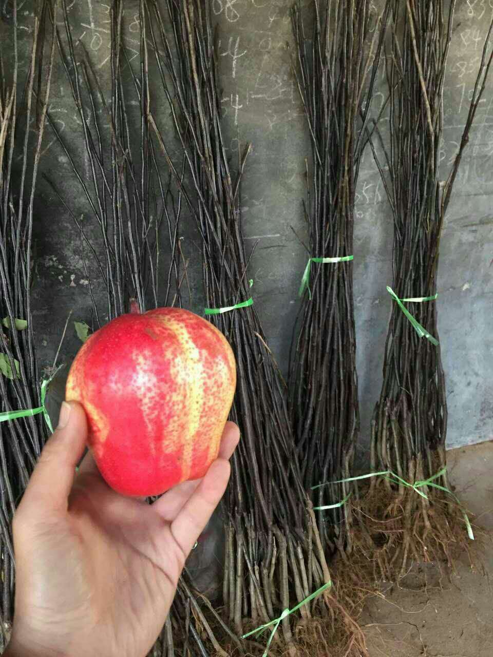 嫁接梨樹苗優(yōu)良特性