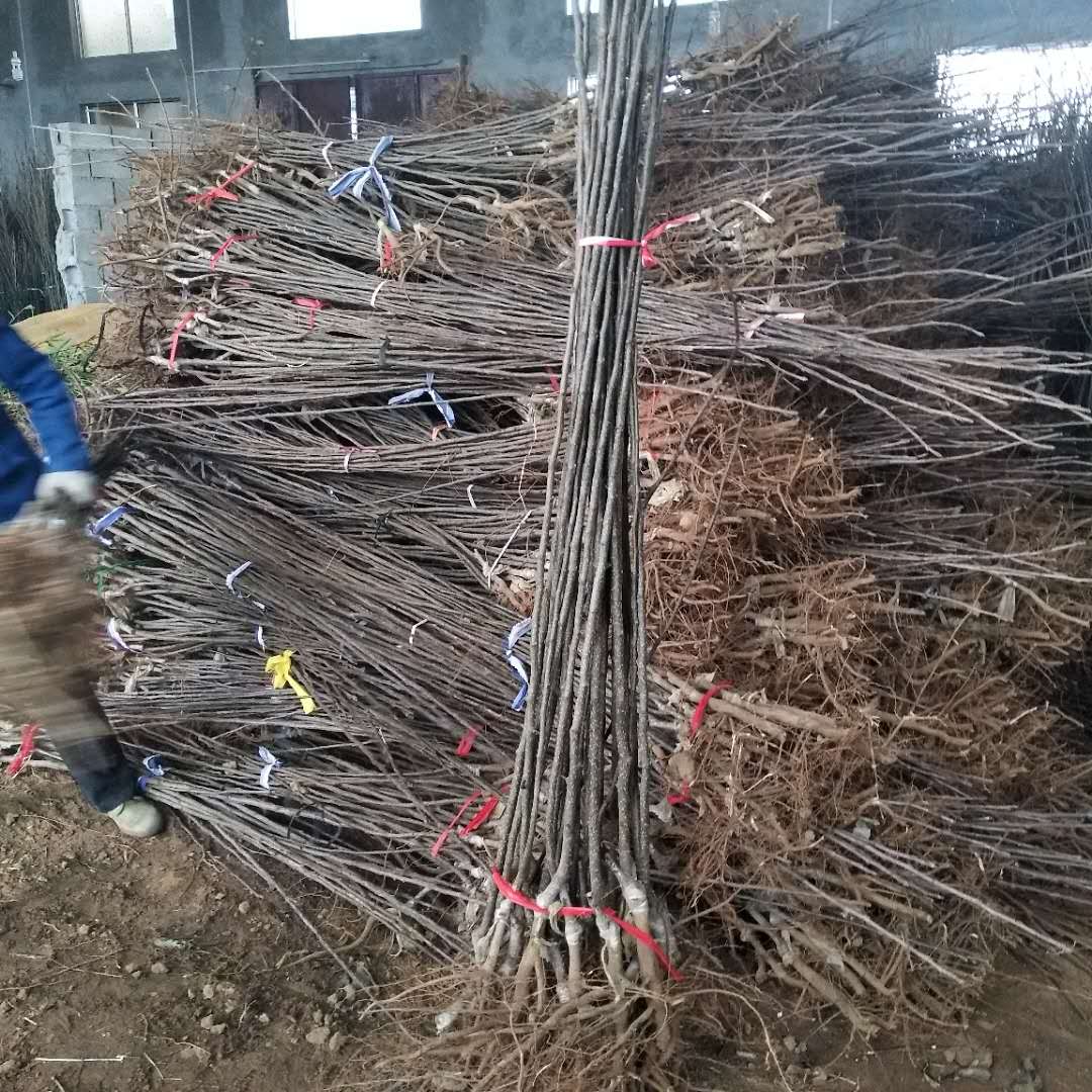 嫁接梨樹苗優(yōu)良特性