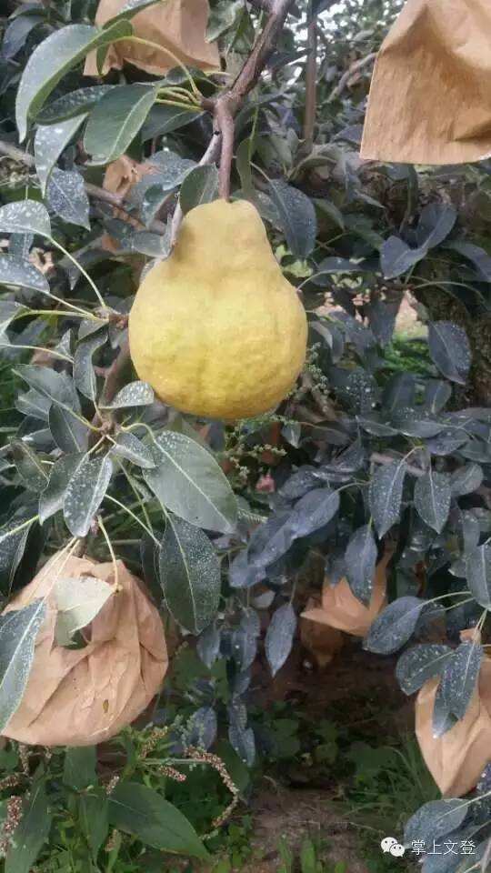 香水梨苗多少錢一棵