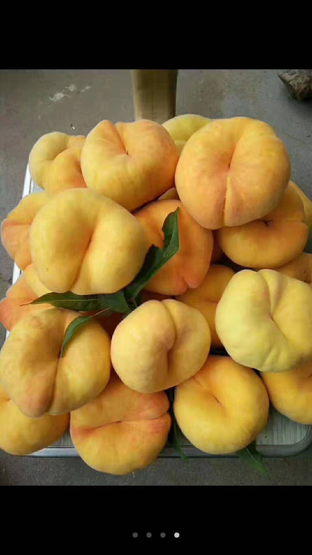 5公分早熟桃樹(shù)廠家出售