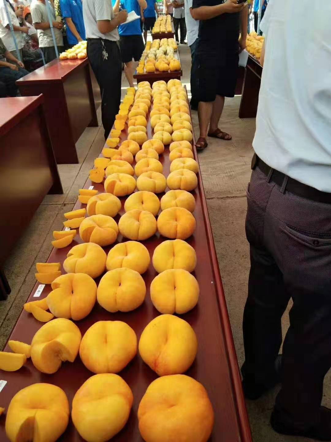 5公分突圍桃樹