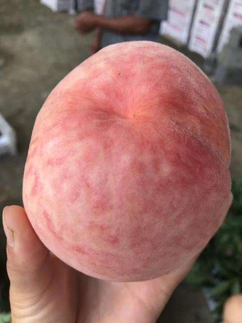 5公分突圍桃樹