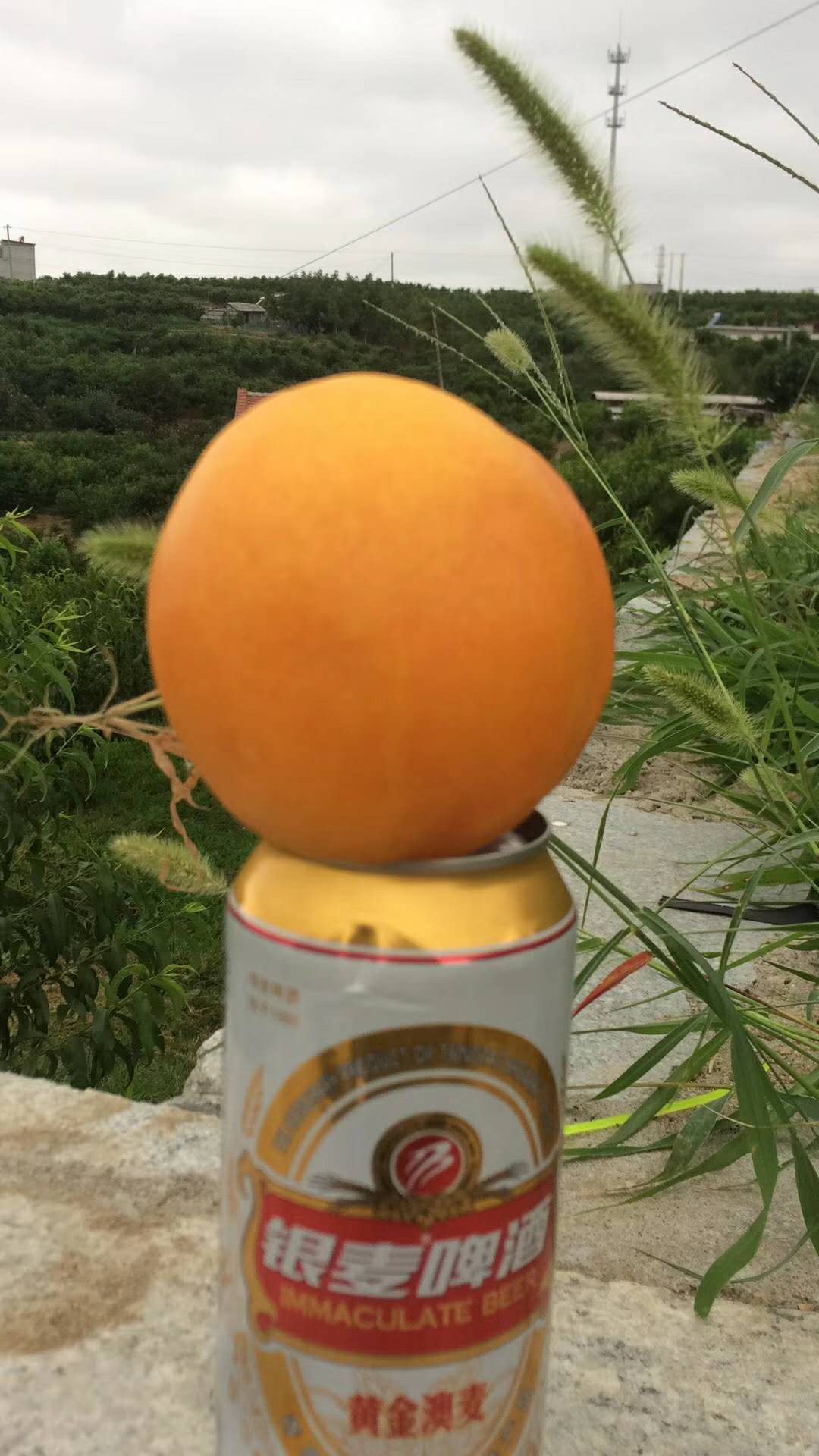 5公分突圍桃樹