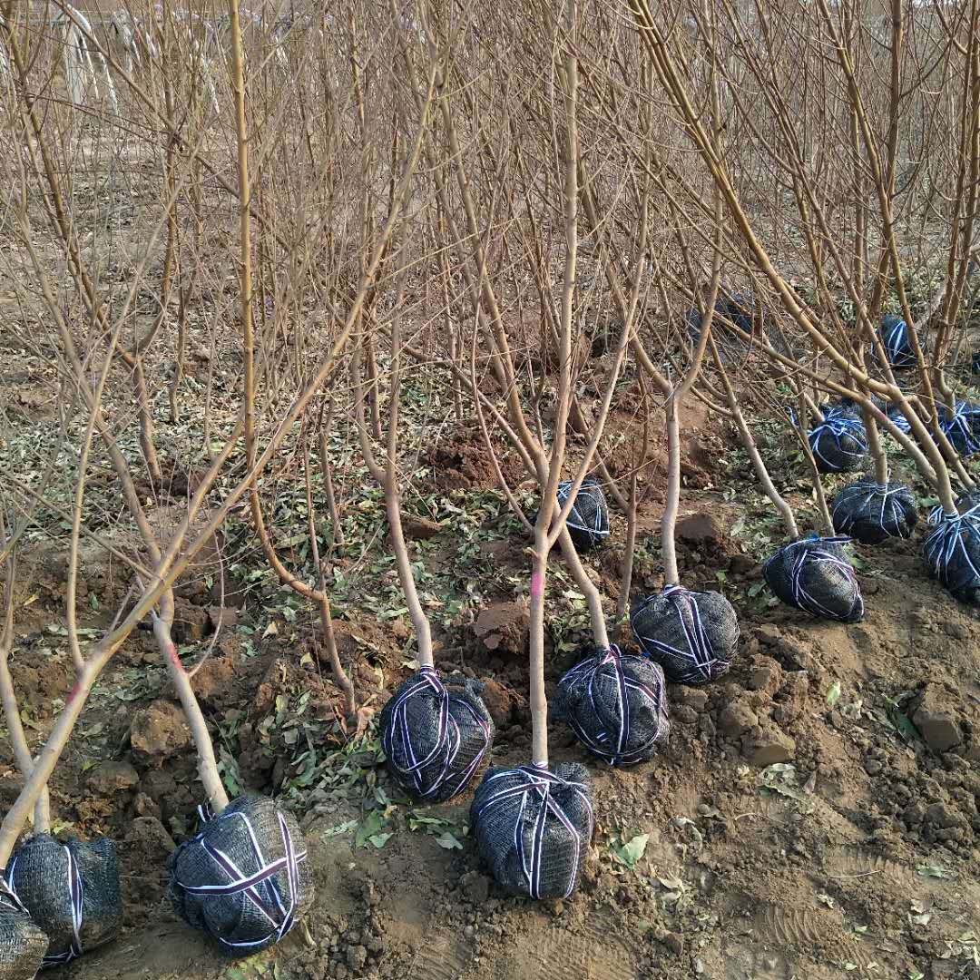 金霞油蟠苗廠家出售
