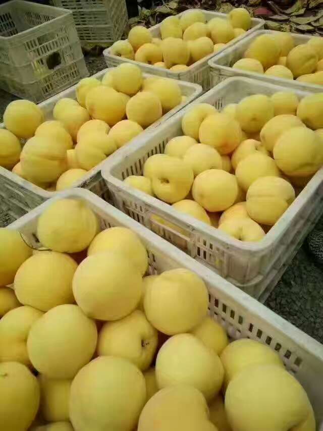 5公分早熟桃樹(shù)廠家出售