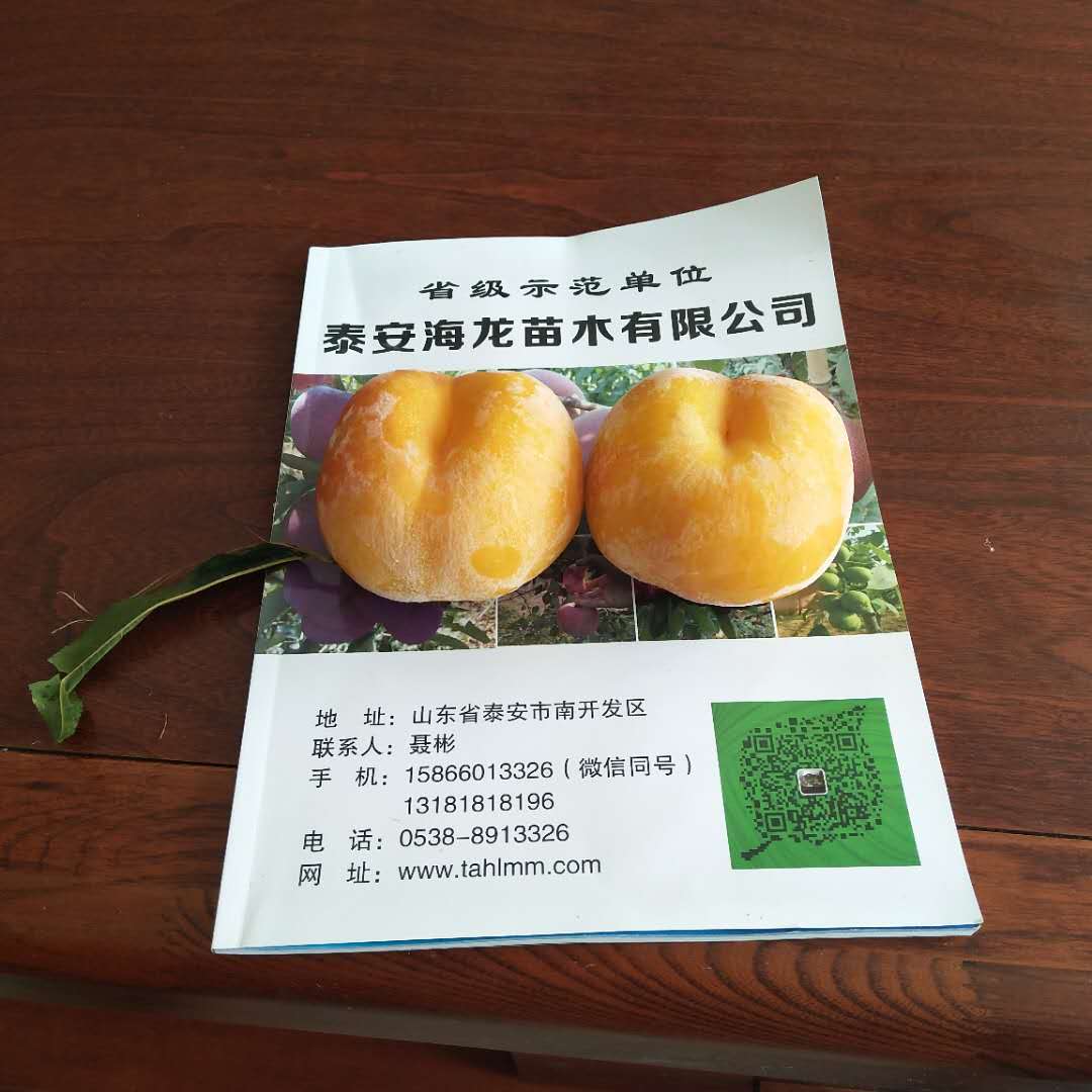 5公分早熟桃樹(shù)廠家出售