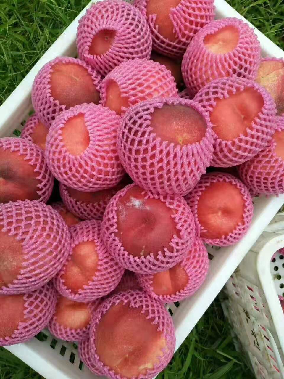金霞油蟠苗優(yōu)良特性
