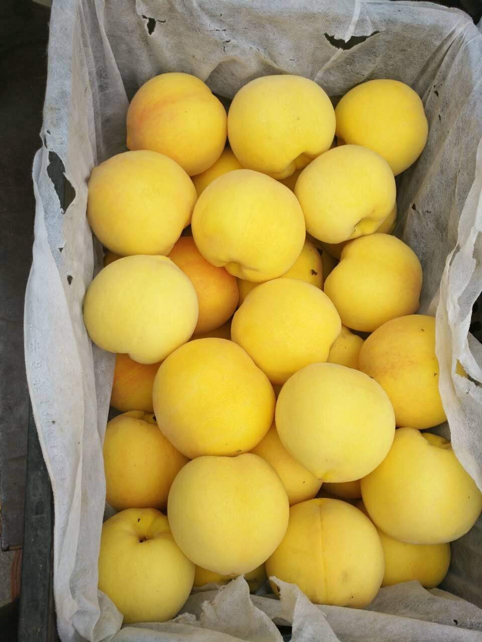 5公分早熟桃樹(shù)廠家出售