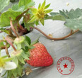 Ssanta草莓苗，章姬草莓苗出售