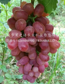 葡萄樹苗黃蜜葡萄苗哪里有賣