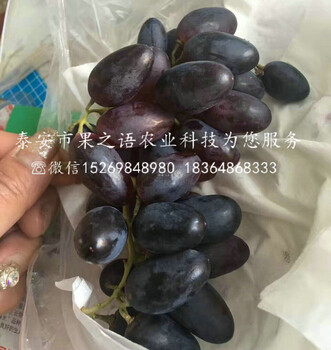 早霞玫瑰葡萄苗早霞玫瑰葡萄苗價格