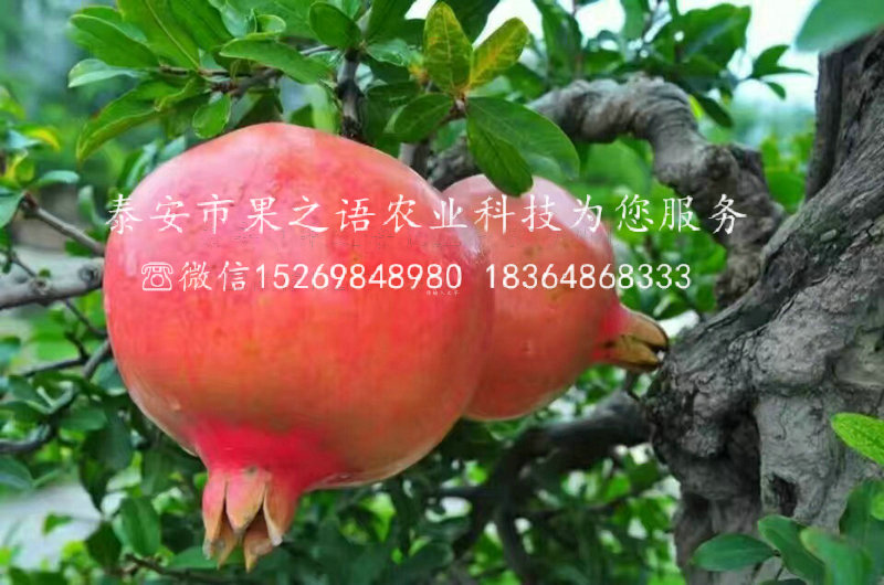 奉賢軟籽石榴苗出售信息