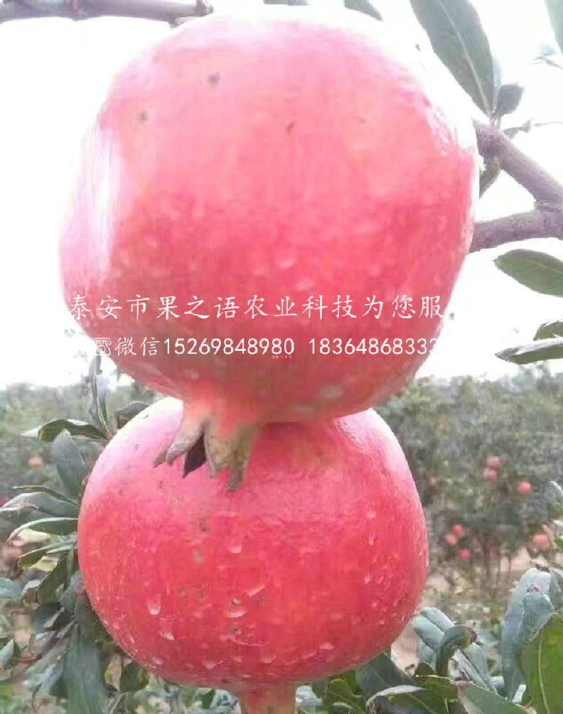 渭南甜石榴苗圖片