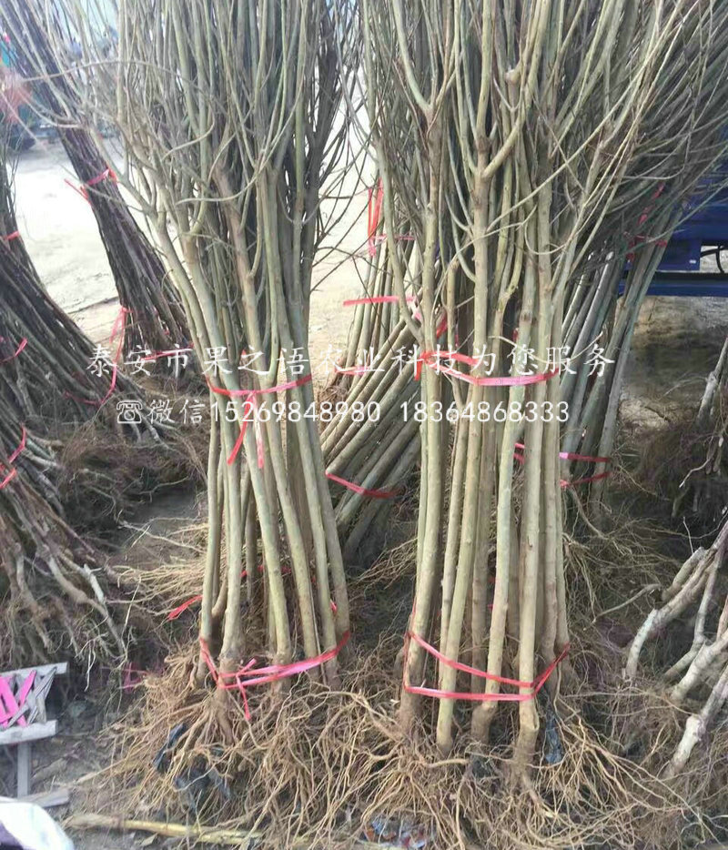 西青黑石榴苗哪里有賣