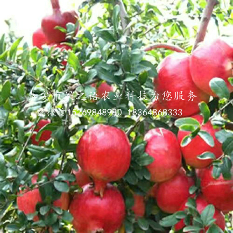 楊家軟籽石榴價(jià)格價(jià)格