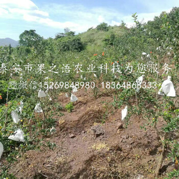 枣庄泰山红石榴苗种植时间